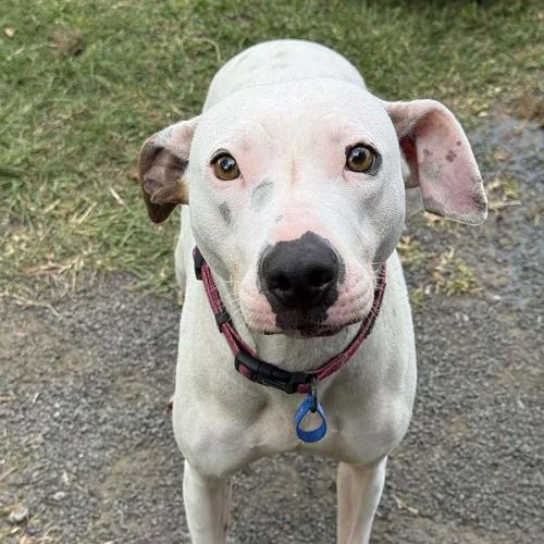Fizzy - Staffordshire Bull Terrier Dog