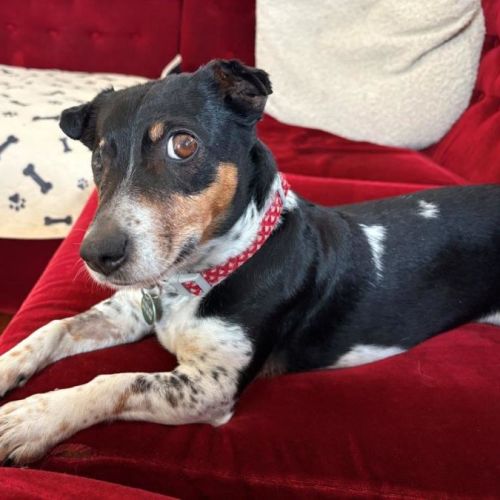 Bella Valenti - Chihuahua x Fox Terrier (Miniature) Dog