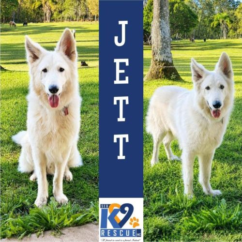 Jett - White Swiss Shepherd Dog