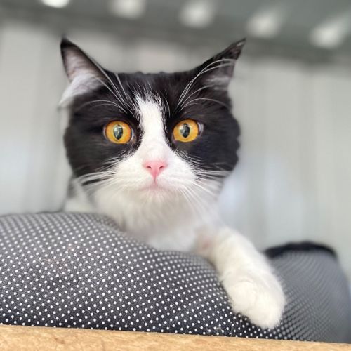 Moonshine - Domestic Medium Hair (DMH) Cat