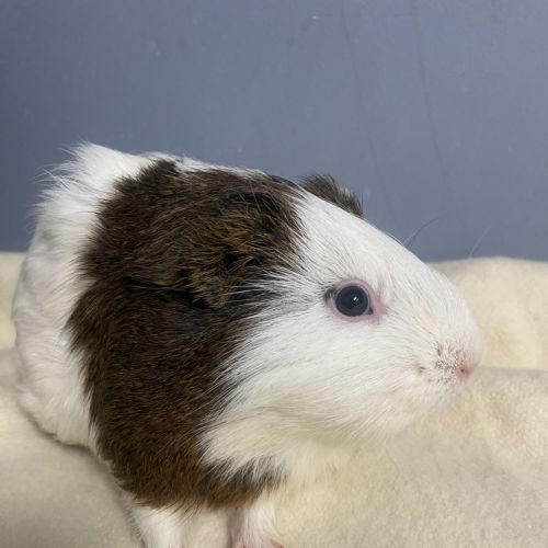 Turbo - Smooth Hair Guinea Pig