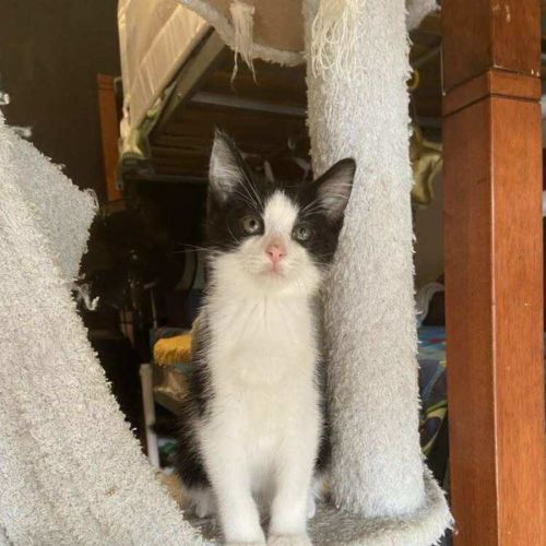 Koa - Domestic Medium Hair (DMH) Cat