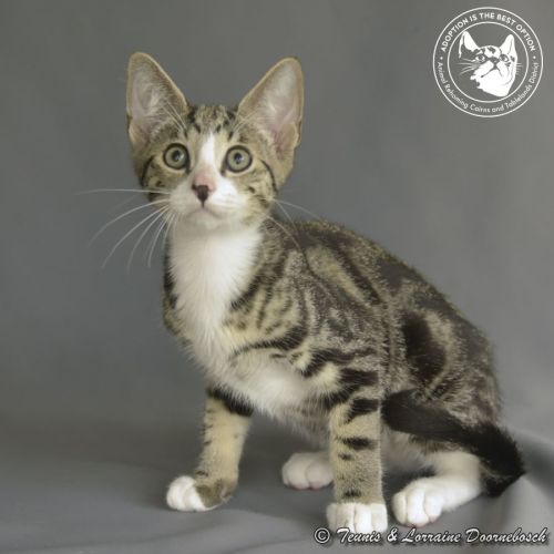 Bizzy Bone - Domestic Short Hair Cat