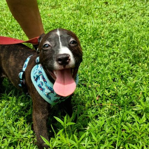 Finn - Australian Cattle Dog x Bull Arab Dog