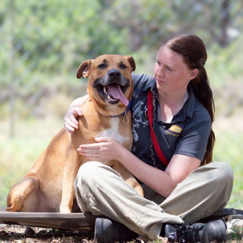 Chipper - Rhodesian Ridgeback x American Staffy Dog