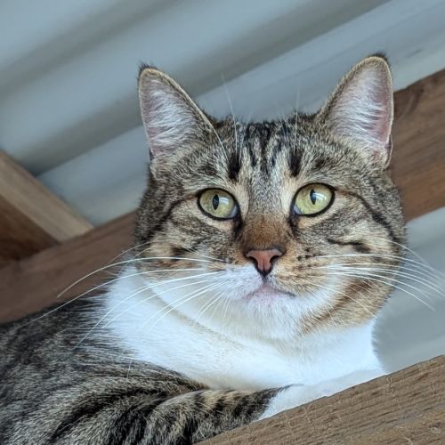 Jamie - Domestic Short Hair Cat