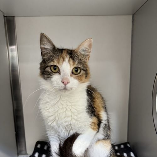 Octavia - Domestic Short Hair Cat