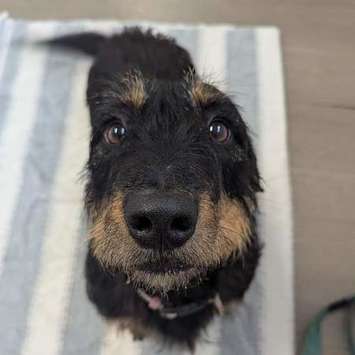 Sadie - Dachshund Dog