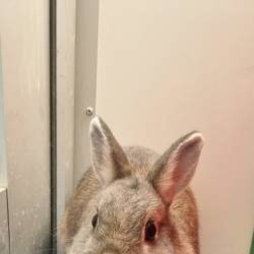 Lil Milky - Netherland Dwarf Rabbit