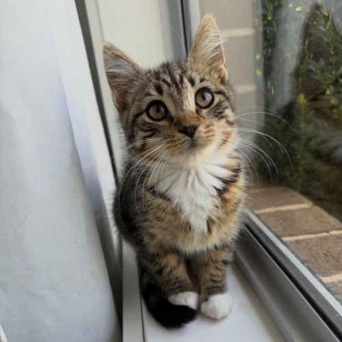 Amora - Domestic Medium Hair (DMH) Cat
