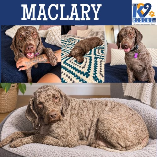Maclary - Lagotto Romagnolo Dog