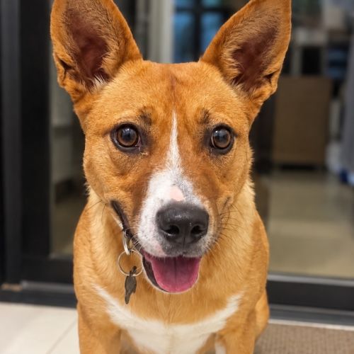 Azelie - Australian Kelpie x Staffordshire Bull Terrier Dog