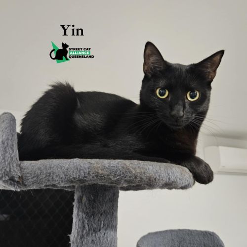 Yin - Domestic Short Hair (DSH) Cat