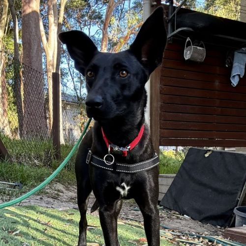 Lilo - Australian Kelpie Dog