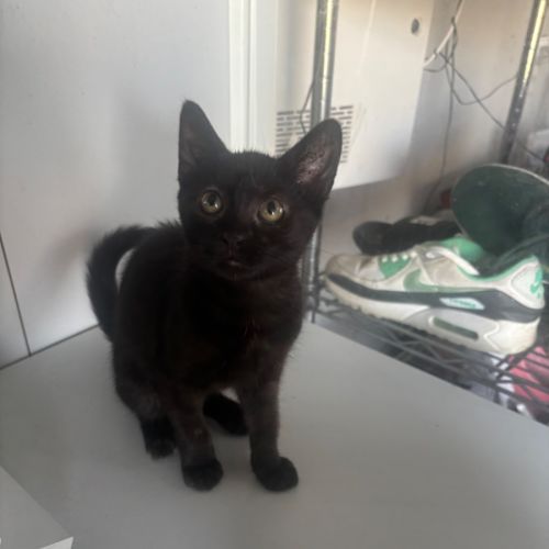 Latrice - Domestic Short Hair (DSH) Cat