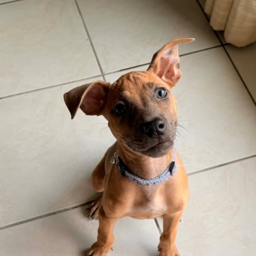 Beanie Weanie  - Staffordshire Bull Terrier Dog