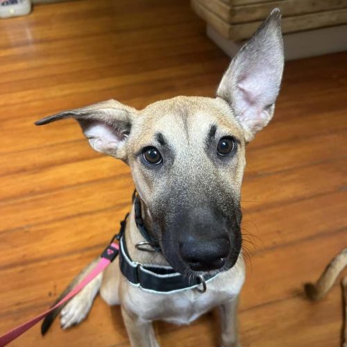 Tilly - Bull Terrier Dog
