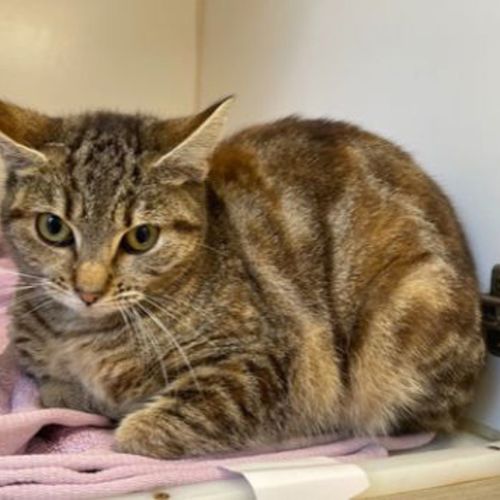 Serenity - Domestic Short Hair Cat