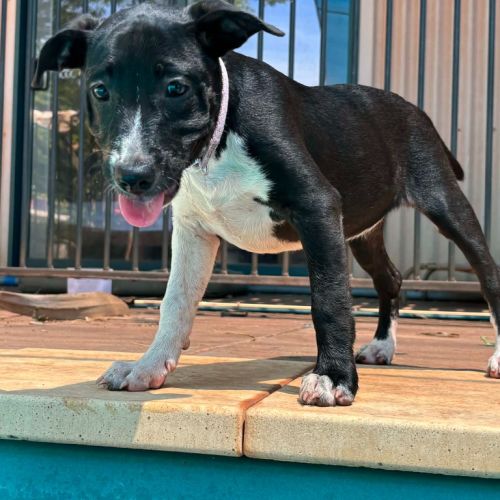 Sabre - American Staffordshire Terrier x Mixed breed Dog