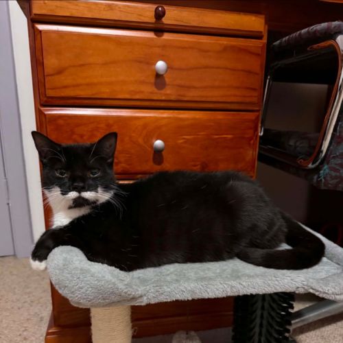 Nugs - Domestic Short Hair (DSH) Cat