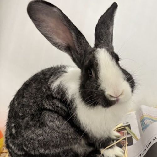 Charles - Domestic Short Hair Rabbit