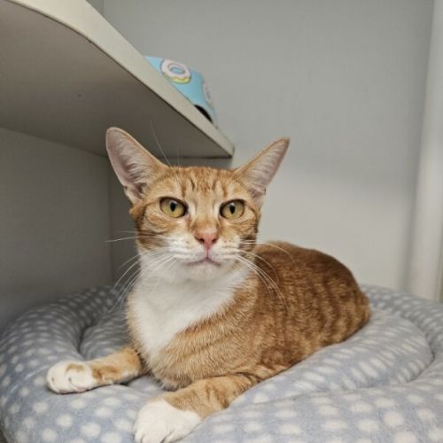 Shinx - Domestic Short Hair (DSH) Cat