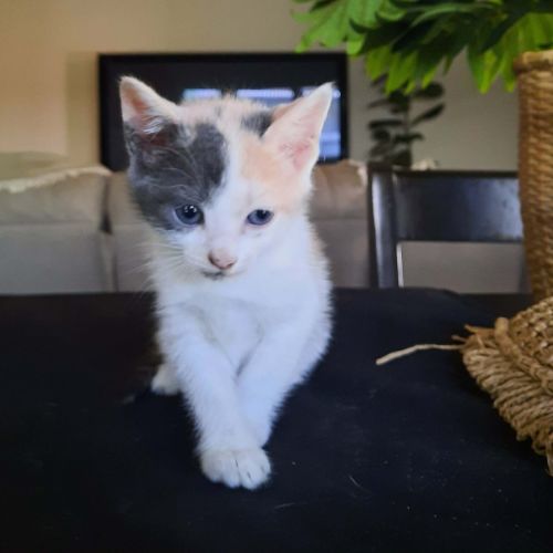 Thistle - Domestic Short Hair (DSH) Cat