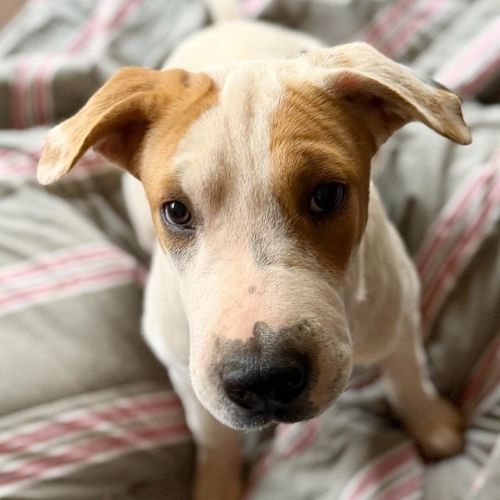 Toffee Twist - Mixed breed Dog