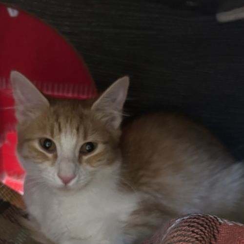 Sherrin - Domestic Medium Hair Cat