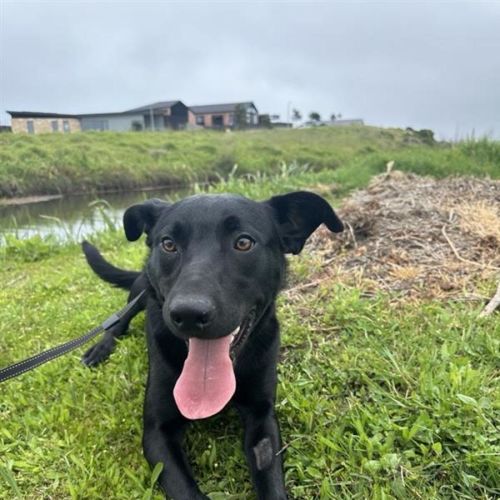 Mickey  - Australian Kelpie Dog
