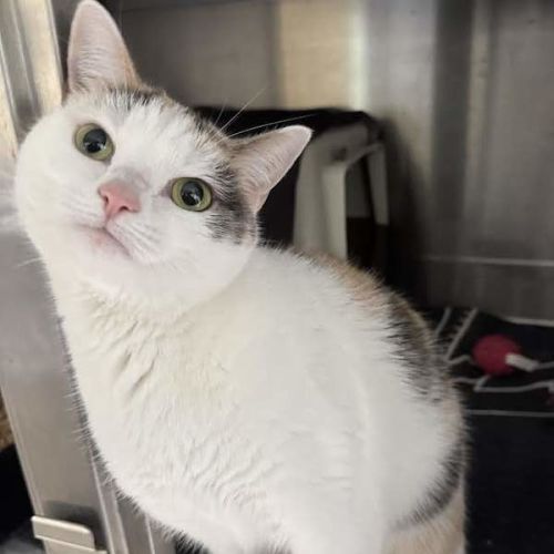 Zara - Domestic Short Hair (DSH) Cat