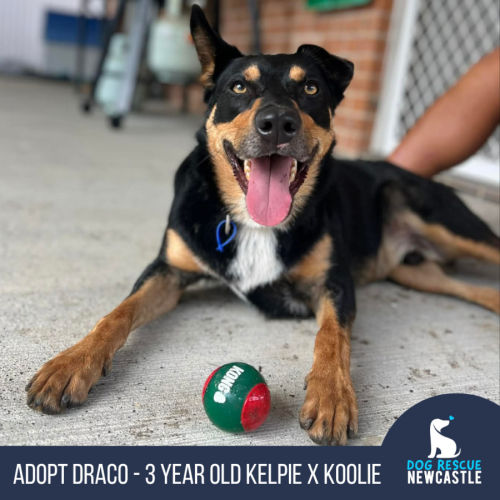 Draco - 3 Year Old Kelpie X Koolie - Australian Kelpie x Australian Koolie Dog