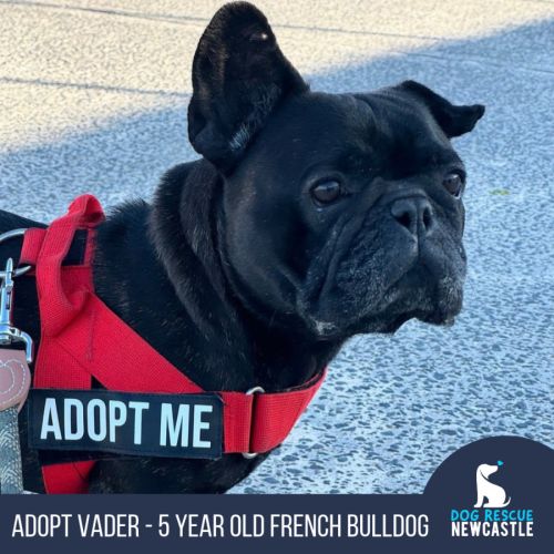 Vader - 5 Year Old French Bulldog - French Bulldog