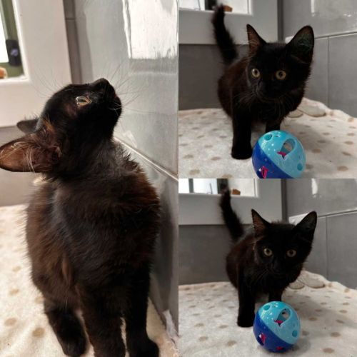 Jinx - Domestic Short Hair (DSH) Cat