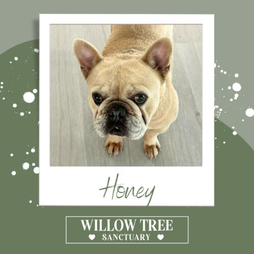 Honey  - French Bulldog