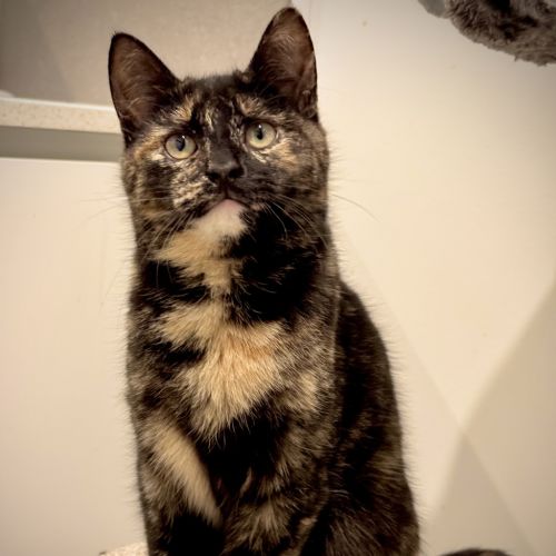 Azula - Domestic Short Hair Cat