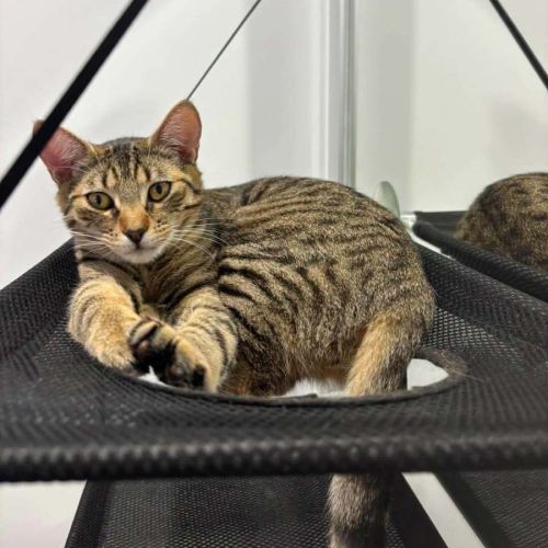 Hunter - Domestic Short Hair (DSH) Cat