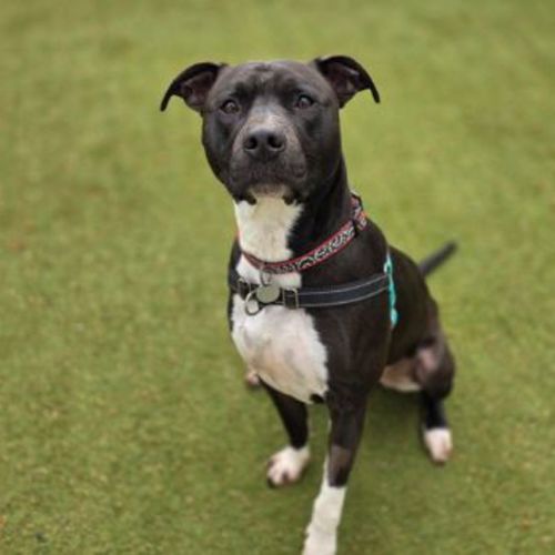 Guiness - American Staffy Dog