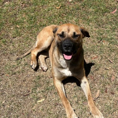 Ava - Mixed Dog