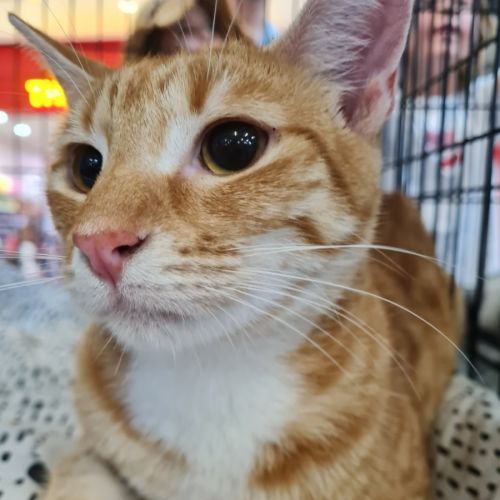 Jonah  - Domestic Short Hair (DSH) Cat