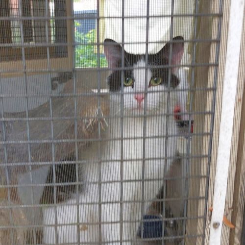 Mooey & Blackie - Domestic Short Hair (DSH) Cat