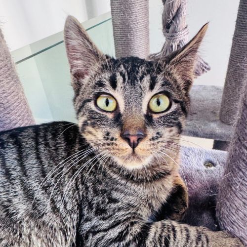🧸 Teddy 🧸 - Domestic Short Hair (DSH) Cat