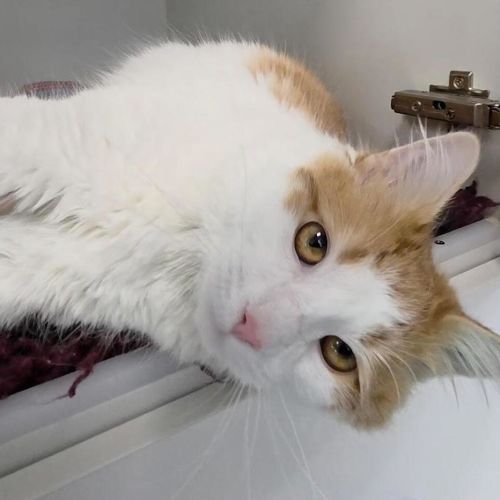 Chester - Domestic Medium Hair Cat