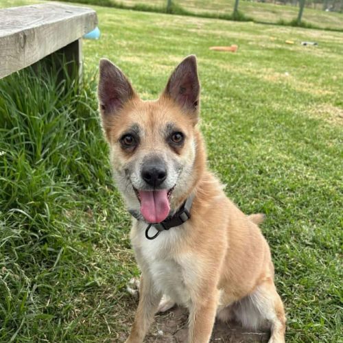 Mintu - Chihuahua x Pomeranian Dog