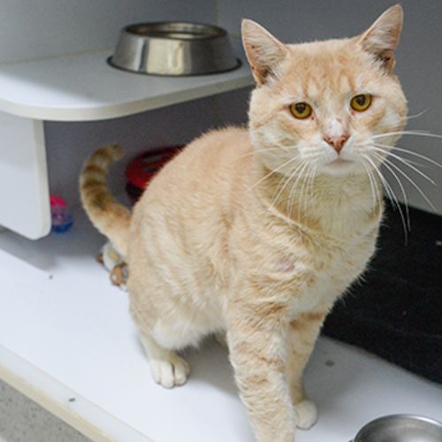 Finley - Domestic Short Hair Cat