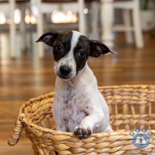 Fern - Mixed breed Dog