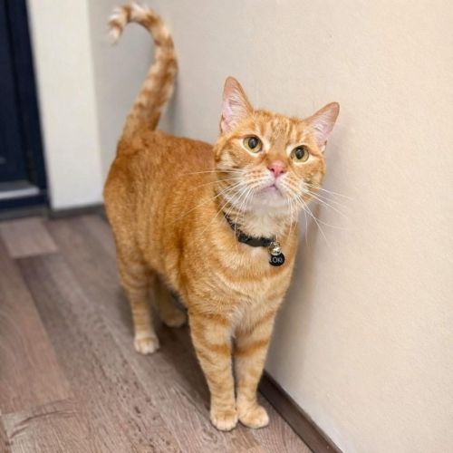 11098 - Loki - Domestic Short Hair (DSH) Cat