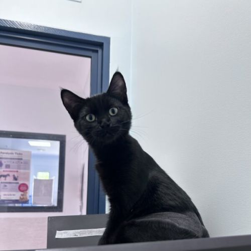 Moon - Domestic Short Hair (DSH) Cat