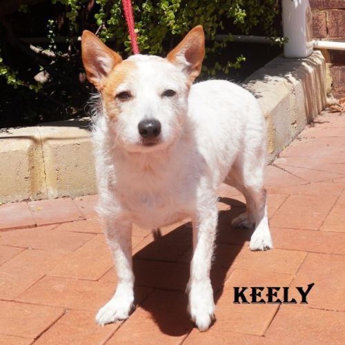 Keely - Jack Russell Terrier Dog