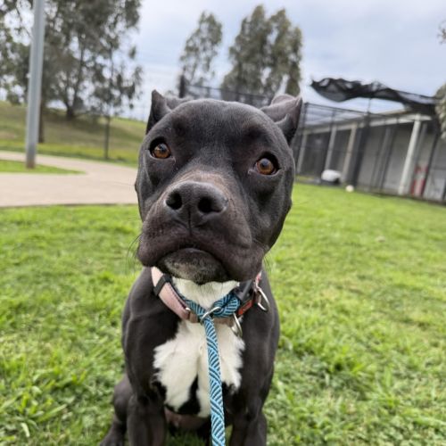 Bella  - American Staffy Dog